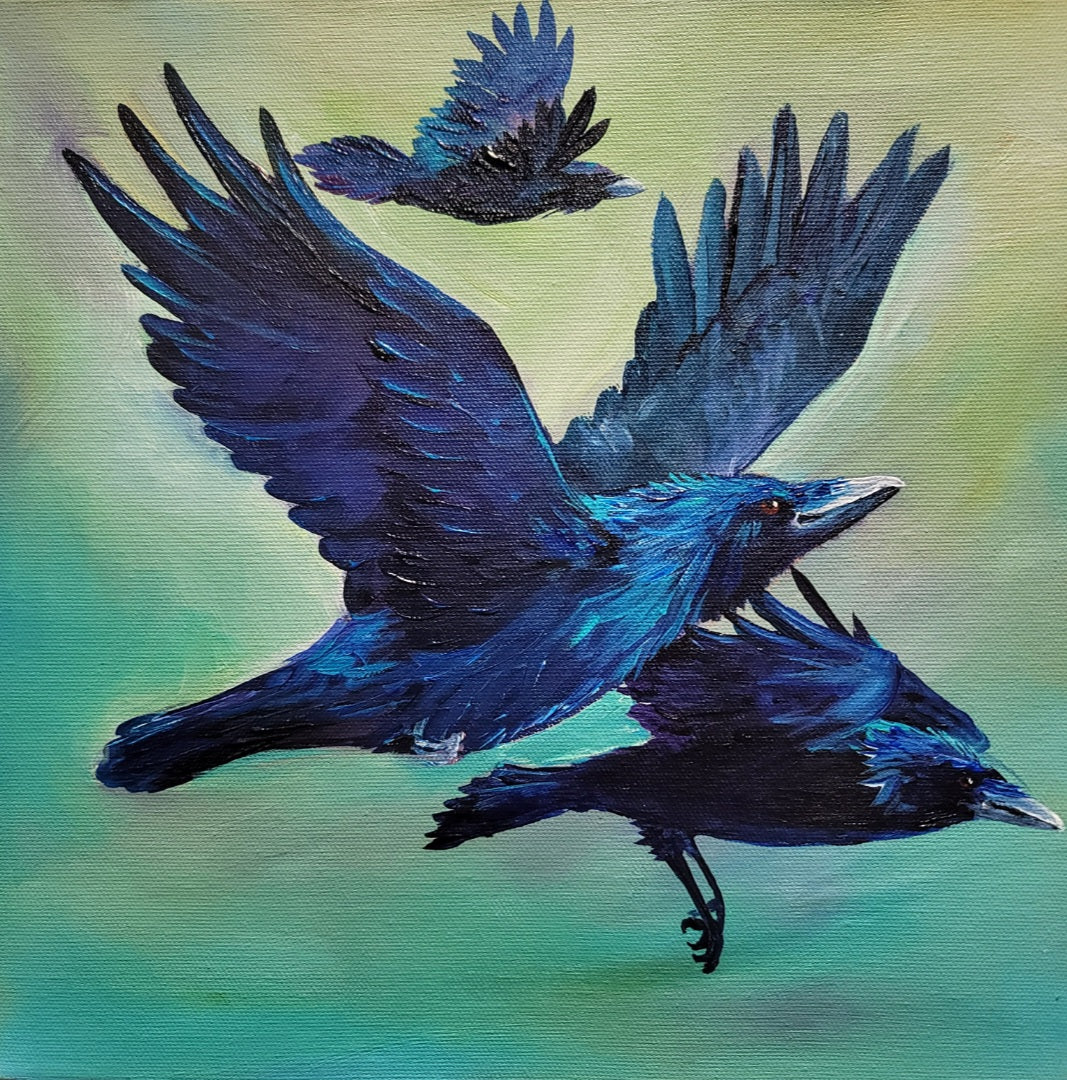 Ravens in Flight #1 - acrylic painting - 12" x 12"